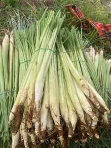 ตะไคร้สีเขียวสดจากเวียดนามของขวัญประจำวันของความบริสุทธิ์เขตร้อน - Product Image 4