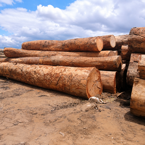 Heavy-Duty Azobe Timber Logs & Lumber | Sustainable Lophira Alata Wood for Bridges and Railway Sleepers - Product Image 4