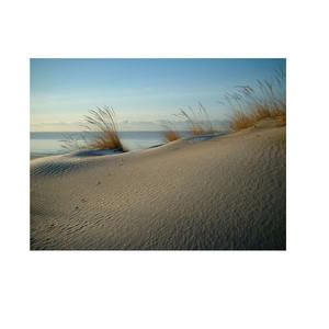 Grosses grumes de hêtre à prix compétitif pour projets résidentiels et commerciaux disponibles en grandes quantités - Product Image 5