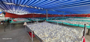 Échelle de poisson de tilapia séchée en vrac à bas prix-écailles de poisson de haute qualité-écailles de poisson de haute qualité en vente en gros - Product Image 4