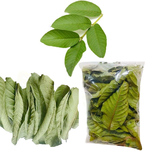 Hojas de guayaba frescas y aromáticas secas/calidad premium/precio asequible/cosechadas en Vietnam - Product Image 1