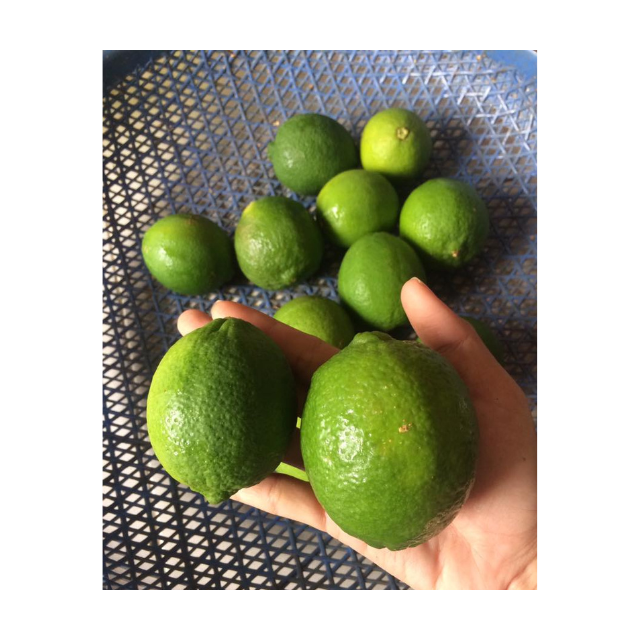 Juicy Vietnam Lime Fresh Green Lemon Seedless Citrus Fruit for Cooking Restaurant Use Juice Bulk Wholesale Export