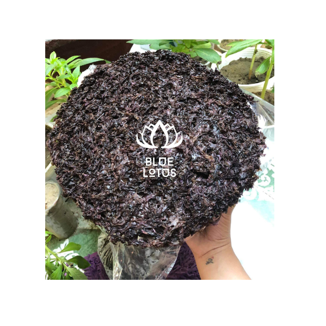 Dehydrate Caulerpa Lentillifera Dry Black Seaweed From Vietnam Good Price