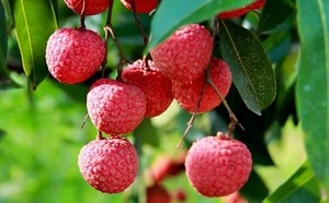 Lichis Frescos de Vietnam Enlatados en Almíbar Dulce, Fruta de Lichi Enlatada, Lichi Sin Hueso Listo para Comer, para Uso en Té y Bebidas - Product Image 3