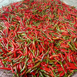 Chile fresco a granel barato del proveedor Bao Tram Anh Vietnam - Product Image 3