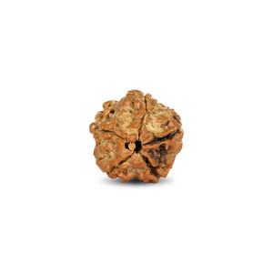 Perles en bois de Rudraksha de 3,16 carats - Product Image 2