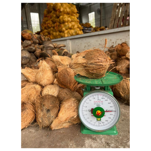 Noix de coco semi décortiquée mature, parée et triée avec soin, de longue durée, idéale pour le stockage, l'expédition, la consommation industrielle - Product Image 4