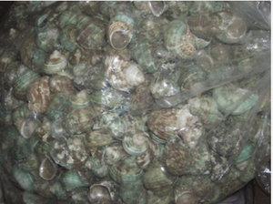 Petits bijoux en coquillage vert sculpté Technique Motive Sortes Taille 3-5cm - Product Image 2