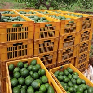 Aguacate Hass Premium al por Mayor - Sabor Dulce, Alta Calidad, Mejor Precio, Directo de los Productores - Product Image 6