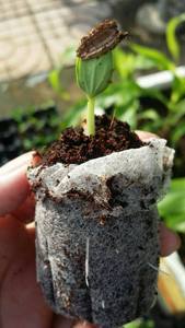 Bloque de plántulas Tapones de coco Venta al por mayor Pellets de coco Pellet de turba de coco para plantas en crecimiento - Product Image 6