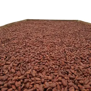 Offre spéciale de fèves de cacao crues séchées fèves de cacao fermentées fèves de cacao Ariba fèves de cacao à vendre