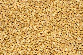 Orge maltée de qualité supérieure à vendre - Product Image 3