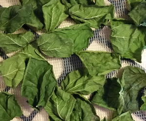 ใบสตรอเบอรี่ออร์แกนิกผลิตภัณฑ์จากเวียดนาม - Product Image 3