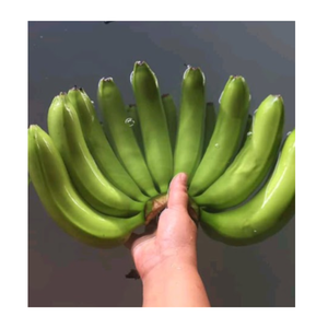 Exportateur de bananes vertes de qualité supérieure Les meilleures bananes d'exportation du Vietnam en gros Bananes Cavendish fraîches au meilleur prix - Product Image 5