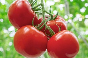 Tomate de boeuf fraîche, tomate cerise, tomates de prune fraîches à vendre. - Product Image 2