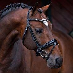 Bride en cuir de cheval noir et marron de haute qualité meilleurs produits de cheval de qualité disponibles pour l'exportation en vrac - Product Image 6