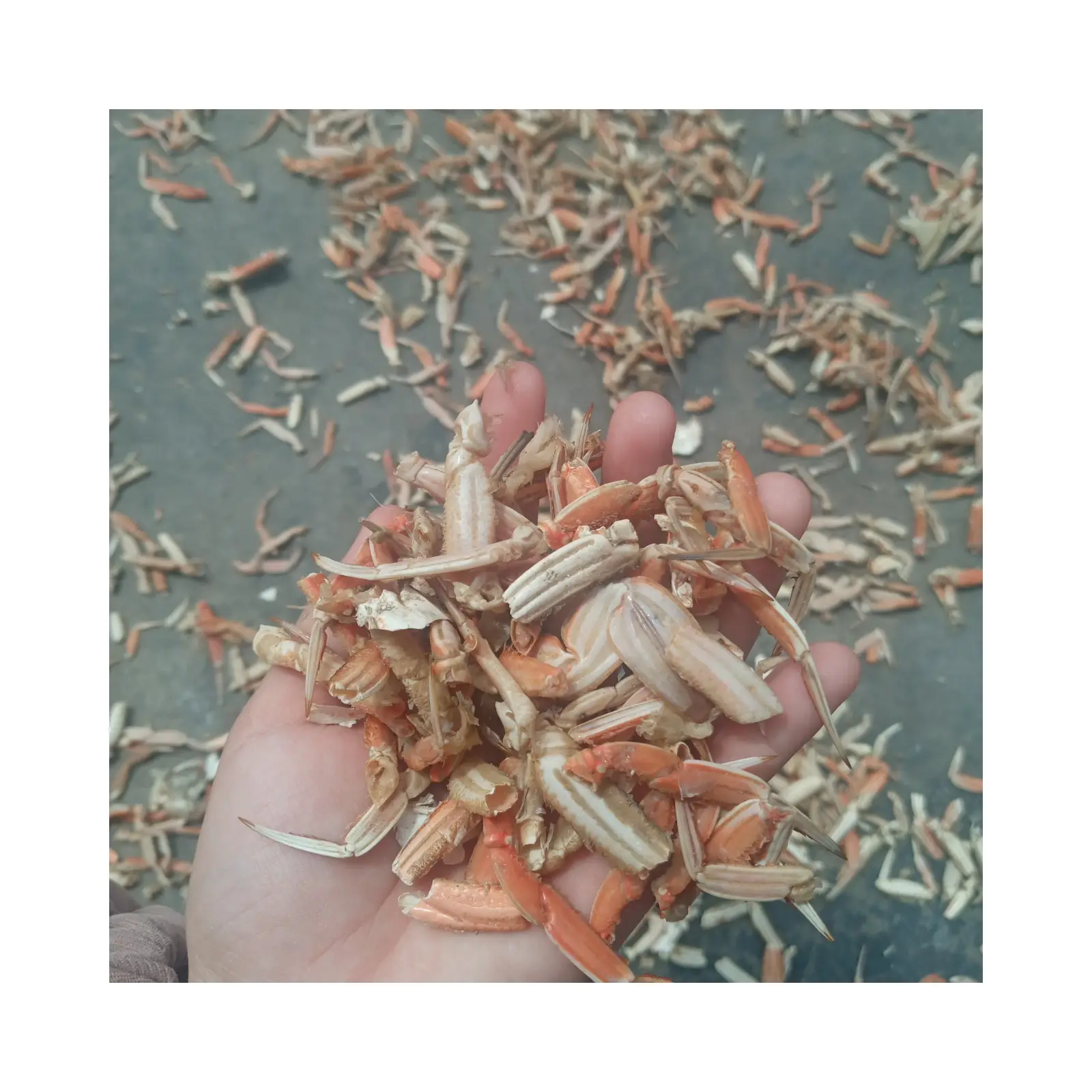 ホット販売ベトナム乾燥カニ殻肥料キチンキトサン抽出物天然高品質太陽乾燥処理