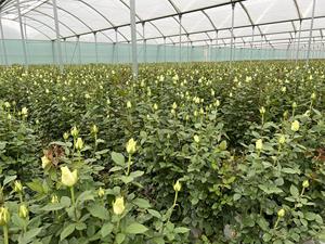 ดอกกุหลาบสีชมพูสดขนาดหัว4ซม. ก้าน52ซม. สำหรับงานแต่งงานวันวาเลนไทน์และการจัดดอกไม้ตกแต่ง
