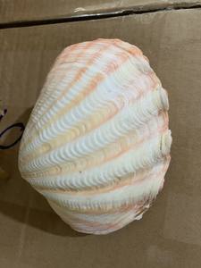 เปลือกหอยสังข์ธรรมชาติทำจากวัสดุวัสดุหลากหลายเปลือกหอยสีกุหลาบเปลือกเปลือกหอยธรรมชาติในเวียดนาม99GD - Product Image 5