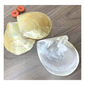 Conchas de vieira decorativas de Vietnam para bodas y mesas de eventos - Product Image 1