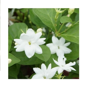 Raat Raani Attar <b>100</b>% Pure Natural Night-Blooming Jasmine Oil Alcohol-Free Long-Lasting Floral Perfume Aluminum <b>Bottle</b> 15-Year - Product Image 5