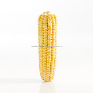 Maíz de maíz amarillo y blanco para piensos de animales frescos de proveedores al por mayor para piensos de animales de grado A - Product Image 4