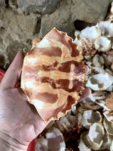Vente entière de coquille de crabe séché cru naturel pour l'alimentation des animaux ou prix de décoration - Product Image 5