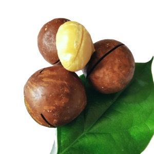 Wholesale Price High Quality <b>Nuts</b> Roasted <b>Macadamia</b> Kernel <b>Nuts</b> Premium Grade with Shell Loose <b>Macadamia</b> <b>Nuts</b> - Product Image 2