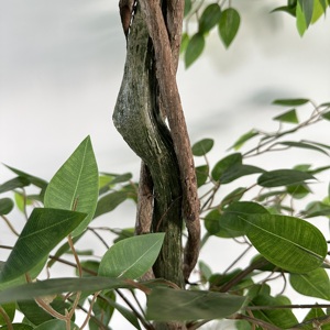 <b>Artificial</b> Ficus <b>Tree</b> with Braided Trunk – Luxury Indoor Plant 120/150/180 cm - Product Image 6