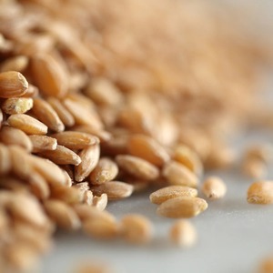 Cultivo de trigo duro natural de alta pureza 99% con trigo duro fuerte disponible en bolsas de exportación - Product Image 1