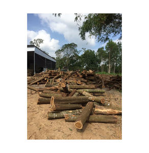 Troncos de pino a granel de regiones reconocidas por sus prácticas forestales sostenibles y la calidad premium de la madera blanda al por mayor - Product Image 3