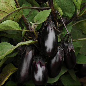 Berenjena congelada IQF larga vida útil ingrediente alimentario - Product Image 6