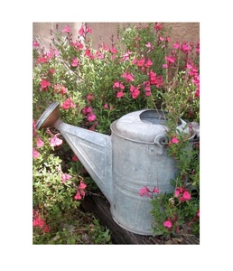 Nueva Colección de Regaderas Metálicas, Proveedor y Fabricante, Regadera Galvanizada de Diseño Personalizado, Mejor Exportador - Product Image 6