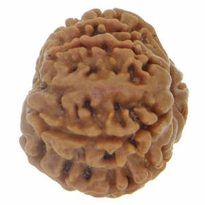 Perles de Rudraksha népalaises 9 Mukhi - 100% originales et certifiées (9 Mukhi Rudraksha) - Product Image 2