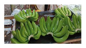 Venta al por mayor Tipo de cultivo Sabor dulce Grado Aa Plátano fresco Plátano natural Precios de Vietnam - Product Image 6