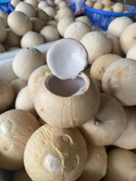 Coco joven pulido y fresco, listo para beber, exportado de Vietnam, fabricante de cocos