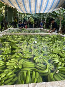 Precio al por mayor Fresh Cavendish Banana 100% orgánico verde con exportación de alta calidad directamente de Vietnam Farms - Product Image 3