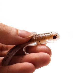 8 pièces/sac, leurres souples artificiels de 3,8 g, pêche, 6 couleurs, leurres souples en PVC, leurres souples en plastique, leurres souples de 80 mm pour la basse de mer - Product Image 1