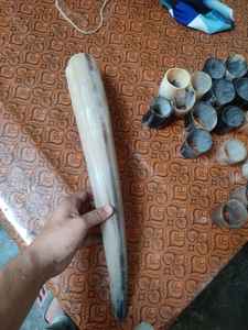 Cuernos para beber de gran tamaño, hechos a medida, muy bonitos, de tamaño 22-27 pulgadas, ideales para tallar y adecuados para reventa y también para tienda - Product Image 5