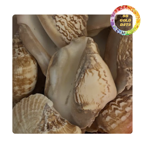 Coquilles d'oeufs cauri pour la fabrication d'accessoires et la décoration intérieure - Product Image 4