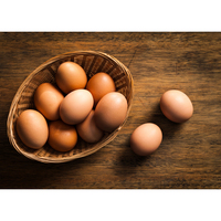 Œufs de poule frais bruns de table et œufs à couver, qualité A, certifiés HALAL, 100 % propres, prix du Brésil