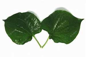 PIPER CONGELÉ DE QUALITÉ SUPÉRIEURE LOTLOT FEUILLE SAUVAGE RÉCOLTÉE PROPRE ÉTIQUETTE SOUTIEN STYLE DE VIE SAIN CHOIX VEGAN - Product Image 6