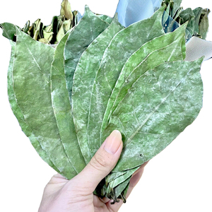 Thé aux feuilles de corossol séchées de qualité supérieure en provenance du Vietnam - Product Image 1