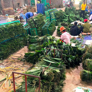 100% hojas de bambú secadas al sol naturales tamaño grande 9cm + precio competitivo directo de Vietnam para hacer pasteles - Product Image 1