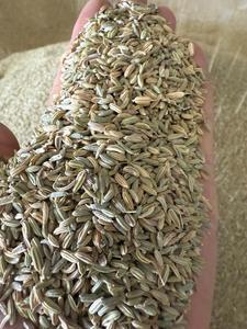 Graines de fenouil crues de haute qualité d'origine égyptienne pour la cuisine et la pâtisserie - Product Image 2