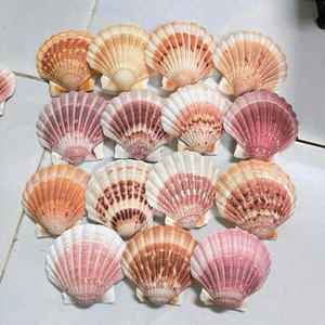 Conchas de vieira naturales de primera calidad para una decoración costera elegante y proyectos de artesanía profesional. Suministro a granel disponible. - Product Image 3