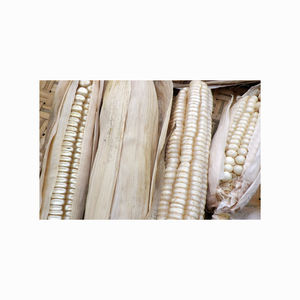 Granos de maíz blanco no OGM secados al aire Producto a un precio económico - Product Image 5