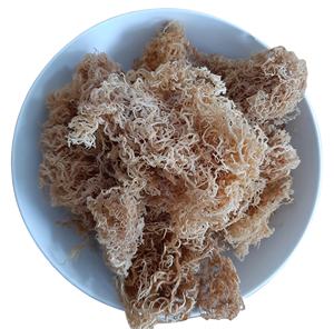 La mousse de mer Premium, cueillie dans les eaux vierges, fournit une source naturelle de minéraux vitaux - Product Image 4