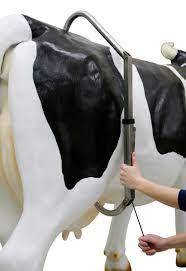 Barra Antipatadas para Vacas, Inmovilizador de Vacas Lecheras, Protector de Patadas, Instrumentos Veterinarios Alibaba Pakistán MAHERSI - Product Image 2