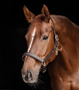 Halter en cuir marron avec chaîne en cristal Hot Selling Premium Quality Leather Halter Crystal avec rembourrage doux à un prix abordable - Product Image 2